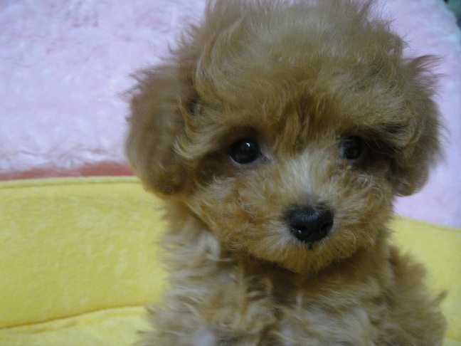 お顔にもこだわり｜黒滝　裕美(くろたき　ひろみ)ブリーダー(北海道・トイプードル・JKC登録)の紹介写真2