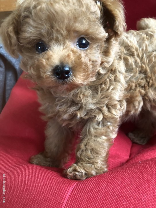 ティーカッププードル 北海道 男の子 21年4月5日 レッド お鼻の短い可愛い子 みんなのブリーダー 子犬id 2106 ティーカッププードル 北海道 男の子 21年4月5日 レッド お鼻の短い可愛い子 みんなのブリーダー 子犬id 2106
