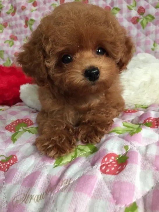 ID:1708-02097の子犬