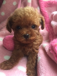 トイプードル(ティーカップ)【北海道・女の子・2016年6月4日・レッド】の写真「お鼻の短いいつまでも赤ちゃんの様な子です。」