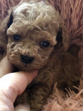 トイプードル(タイニー)【北海道・男の子・2021年4月5日・レッド】の写真「お鼻が短い愛らしお顔の男の子」