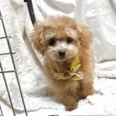 ティーカッププードル