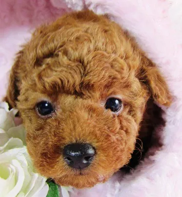 ID:1301-00938の子犬