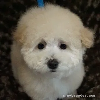 ID:1803-00429の子犬