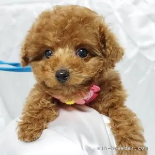 なっちゃん 様のお迎えした子犬