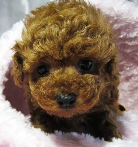 ID:1301-00937の子犬