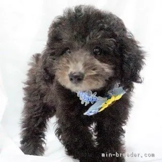 ID:1710-00646の子犬