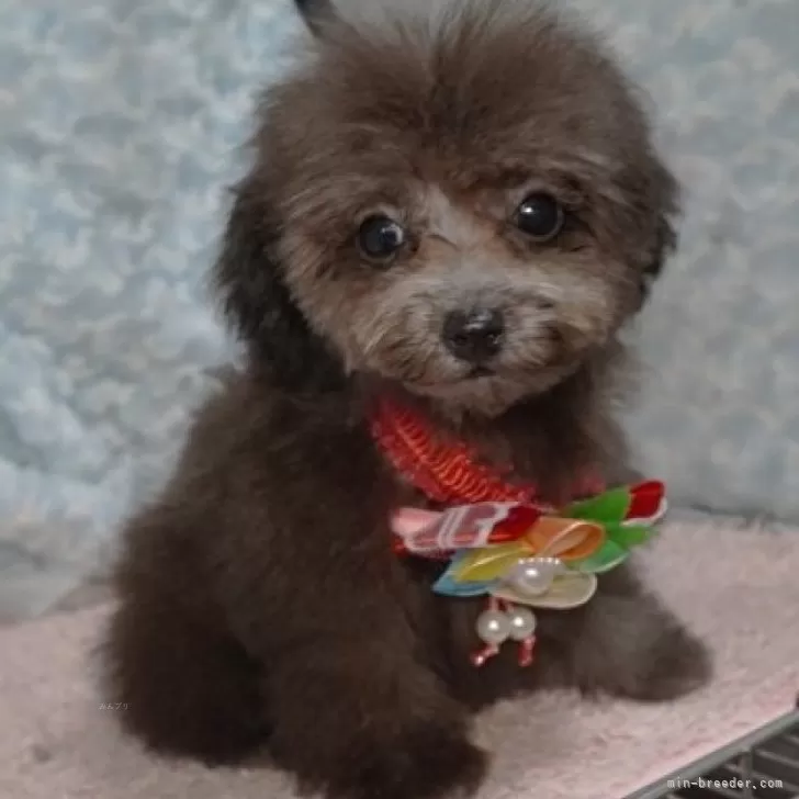 ID:2408-01709の子犬