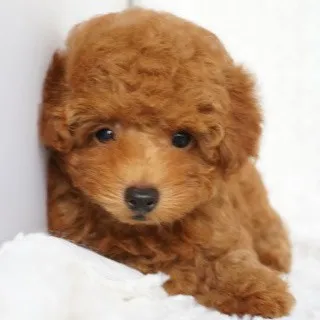 ID:1308-00233の子犬