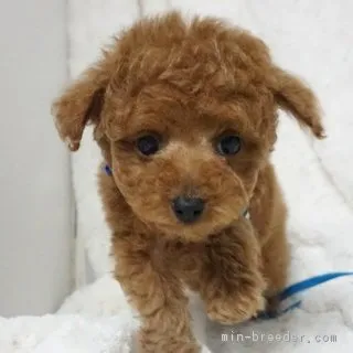 ID:1802-00357の子犬