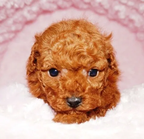 ID:1305-00478の子犬