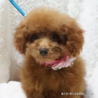 ID：1711-01106の子犬