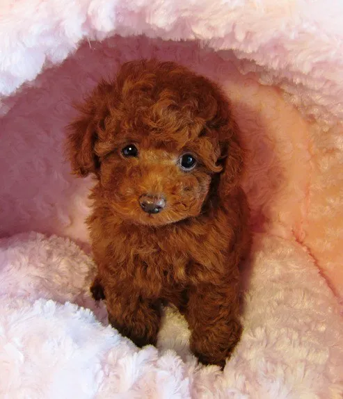 ID:1211-00362の子犬