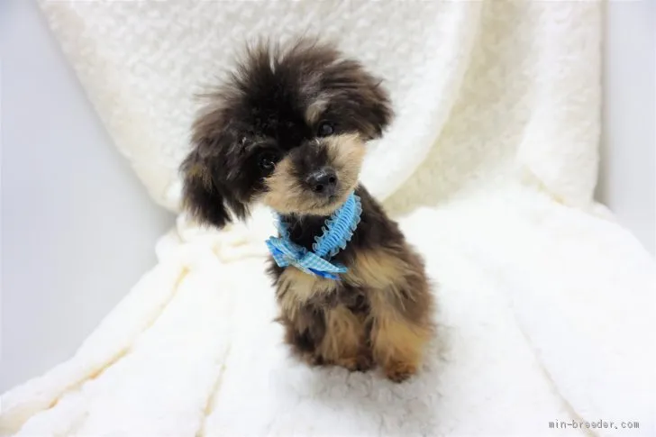 ID:1908-00475の子犬