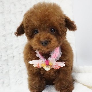 トイプードル(ティーカップ)【熊本県・女の子・2018年2月3日・レッド】の写真「パパチャンピオン直子の優良血統のチビチビちゃん！」