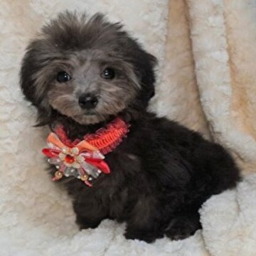 トイプードル(ティーカップ)【熊本県・女の子・2022年9月3日・シルバー】の写真「元気いっぱい可愛いお姫様！！」