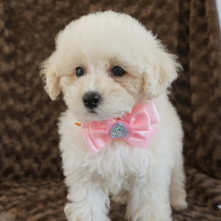 トイプードル(タイニー)【熊本県・女の子・2016年7月4日・ホワイト】の写真「パパはチャンピオン家系の優良血統！！」