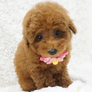 トイプードル(タイニー)【熊本県・女の子・2016年9月20日・レッド】の写真「」
