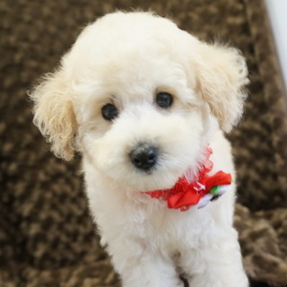 トイプードル(トイ)【熊本県・女の子・2016年7月2日・ホワイト】の写真「パパはチャンピオン家系の優良血統！！」