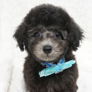 トイプードル(トイ)【熊本県・男の子・2016年7月4日・シルバー】の写真「パパはチャンピオン直子の優良血統！」