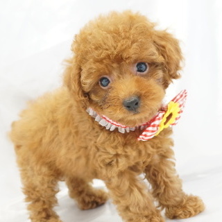 トイプードル(ティーカップ)【熊本県・女の子・2016年7月20日・レッド】の写真「ティー～タイニーサイズ予想！パパはチャンピオン直子」