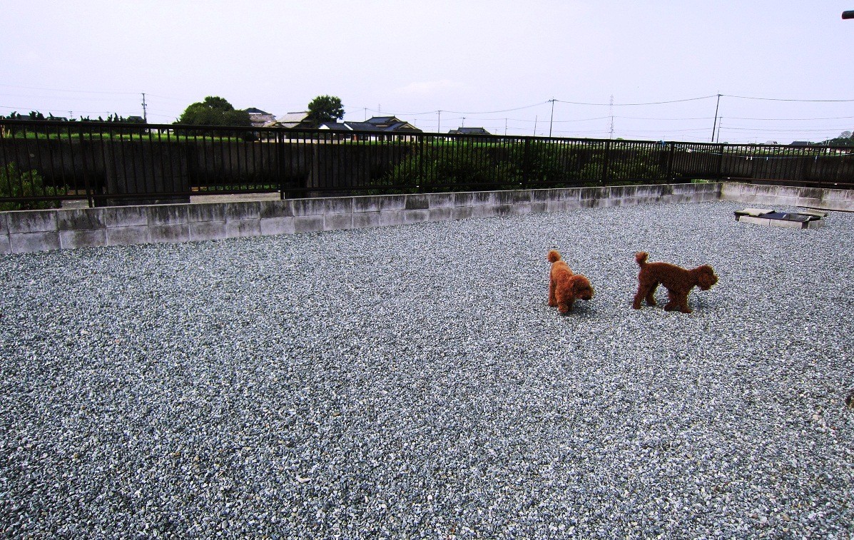 家の庭が運動場になっています。｜穀田　智津子(こくだ　ちづこ)ブリーダー(熊本県・トイプードル・JKC登録)の紹介写真1