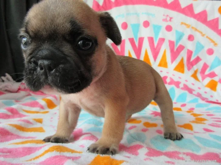 ID：1805-01580の子犬