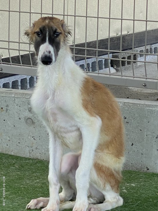 ボルゾイ 静岡県 男の子 年12月30日 ホワイト レッド とても元気な男の子 みんなのブリーダー 子犬id 2105 ボルゾイ 静岡県 男の子 年12月30日 ホワイト レッド とても元気な男の子 みんなのブリーダー 子犬id 2105