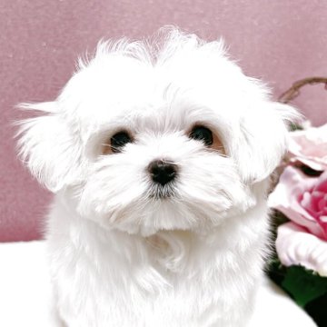 マルチーズ【大阪府・女の子・2025年2月12日・ホワイト】の写真「性格もお顔も可愛いです」