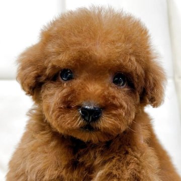 タイニープードル【大阪府・女の子・2025年10月2日・レッドフォーン(レッド)】の写真「愛嬌があって表情がとても可愛いです」