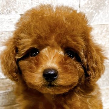 トイプードル(タイニー)【大阪府・女の子・2025年10月2日・レッドフォーン(レッド)】の写真「愛嬌があって表情がとても可愛いです」