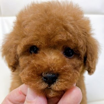 トイプードル(トイ)【大阪府・男の子・2025年10月2日・レッドフォーン(レッド)】の写真「甘えん坊の優しい可愛い子です」