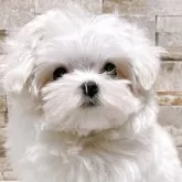 マルチーズ