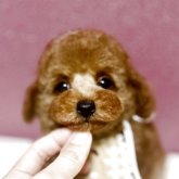 トイプードル(タイニー)