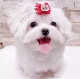 マルチーズ