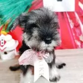 ミニチュアシュナウザー【大阪府・女の子・2025年10月21日・ソルト&ペッパー】の写真2