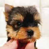 ヨークシャーテリア【大阪府・男の子・2025年9月15日・スチールブルー&タン】の写真2