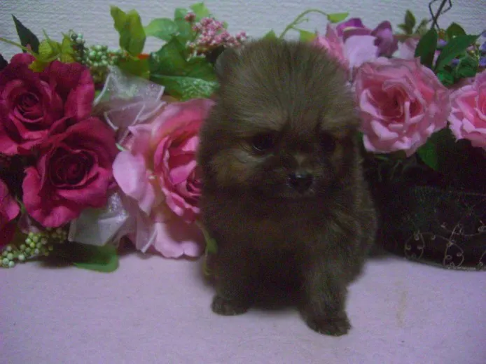 ID:1309-01235の子犬