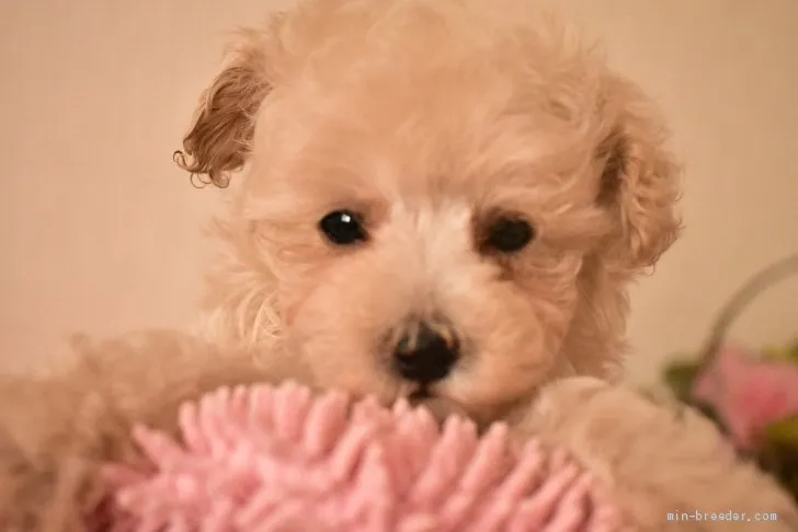 ID:2009-02331の子犬