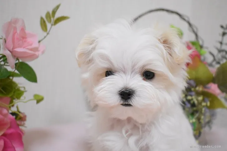 マルチラブ 様のお迎えした子犬