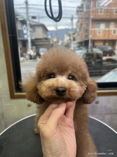 トイプードル(トイ)【・女の子・2023年9月6日・レッド】