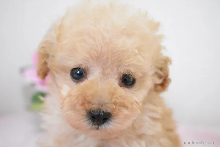 ID:2103-00284の子犬