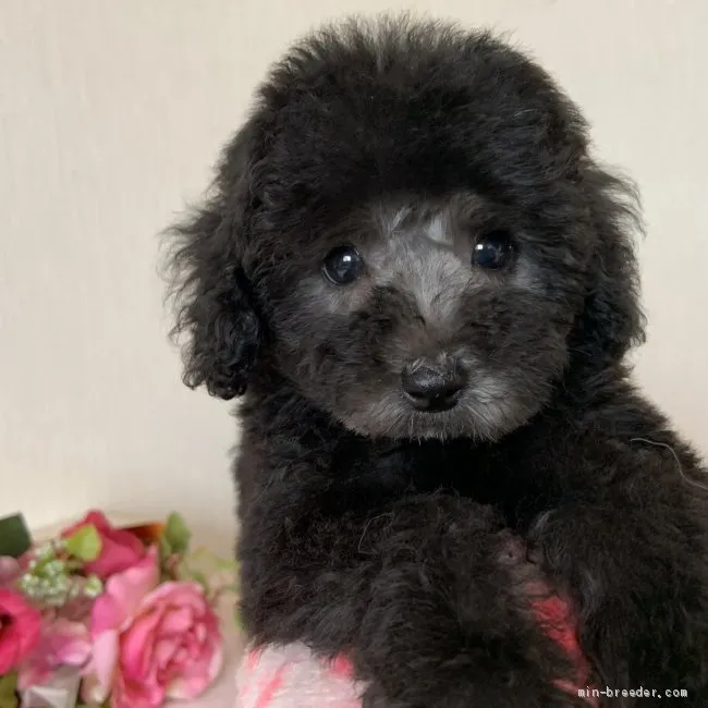 ID:2010-01582の子犬