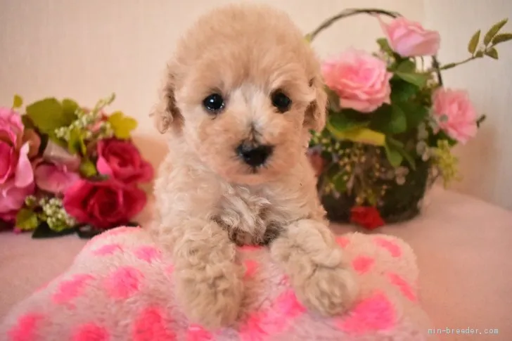 ID：2009-02274の子犬