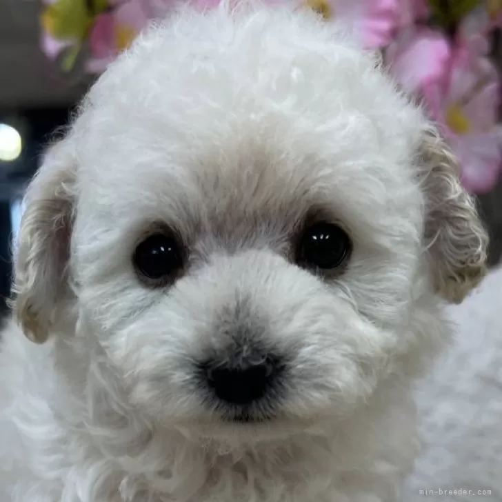 ひま 様のお迎えした子犬