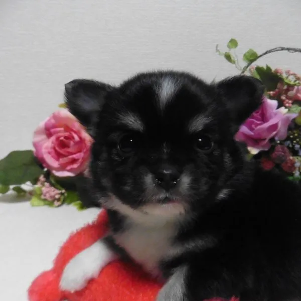 絆 様のお迎えした子犬