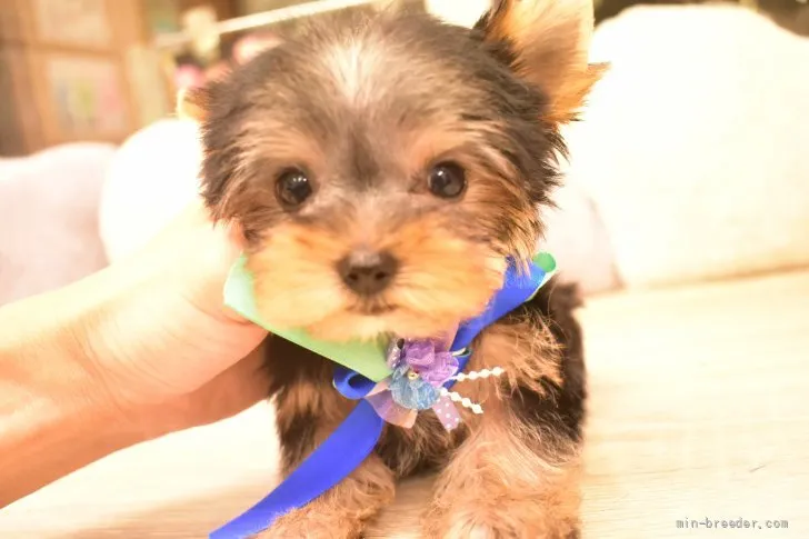 ID:2106-03187の子犬