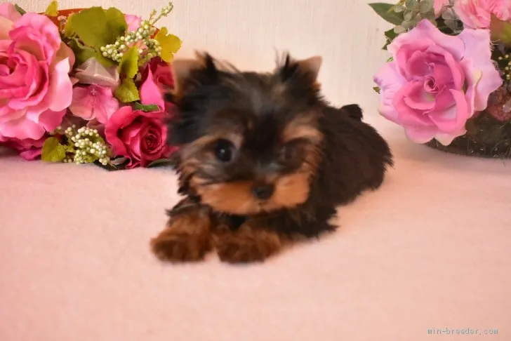 ID:2009-00735の子犬