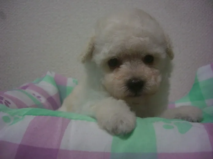 ID:1309-00190の子犬