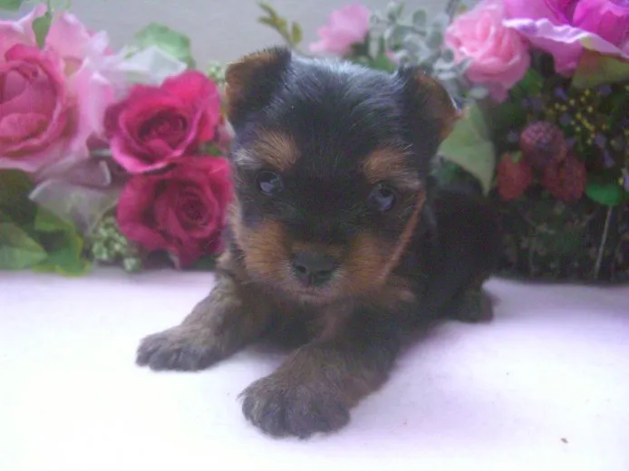ID:1312-00909の子犬